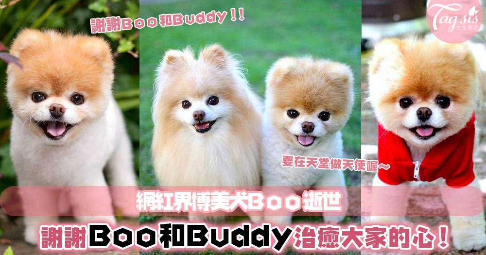 陪伴了我們很久的網紅界博美犬boo逝世 和好朋友buddy在天上快樂地生活去 女生集合 Line Today