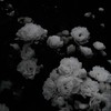 HQ　⌒⌒　固定カプ　🌹　,
