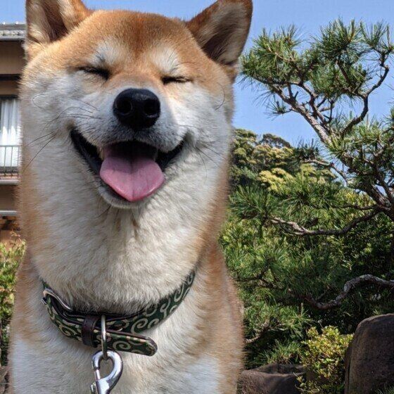 犬がなでられて目をつぶるのはなぜ