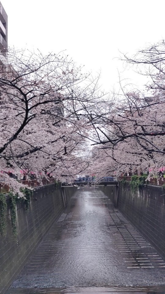 📍 跟著芬妮買起來📍日本🇯🇵