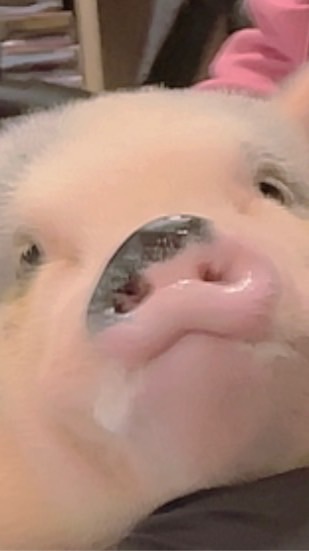 【限定】ミニブタのスージー🩵🐽🩵