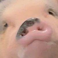 【限定】ミニブタのスージー🩵🐽🩵