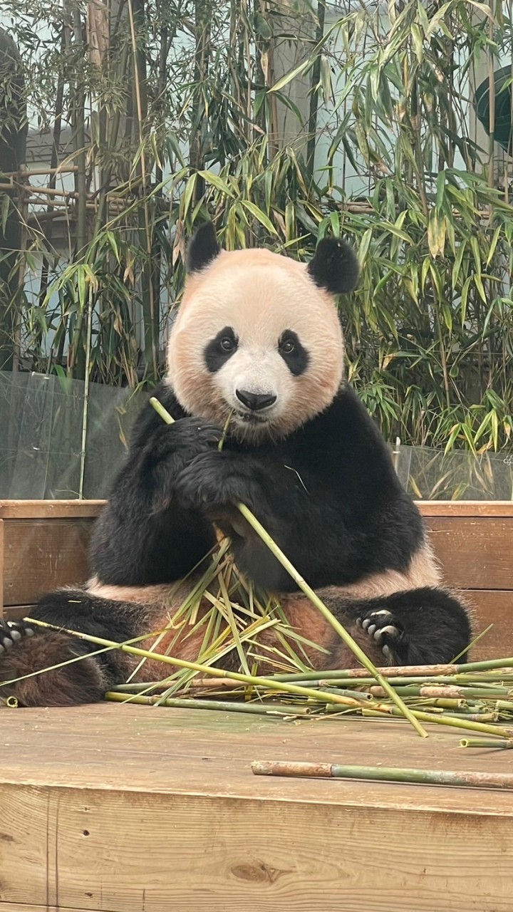 福寶代購🐼