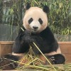 福寶代購🐼