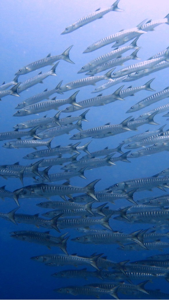 2022 Master Diving Tours