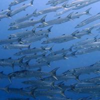 2022 Master Diving Tours