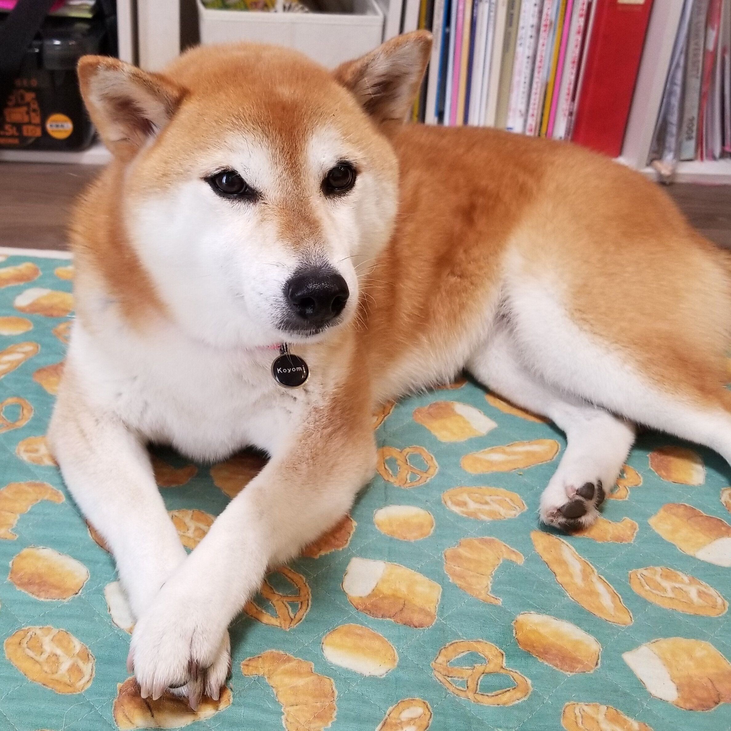 柴犬 すごく頼りになる雰囲気 を出してきませんか