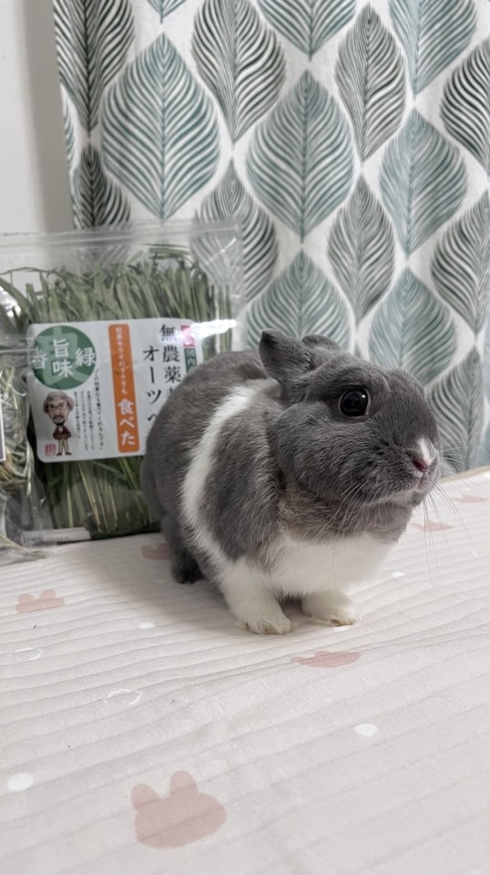 米糕麻兔日本保健品代購🐰