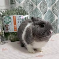 米糕麻兔日本保健品代購🐰