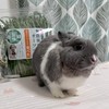米糕麻兔日本保健品代購🐰