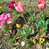 🇷🇴座談会🌸創価🇷🇴