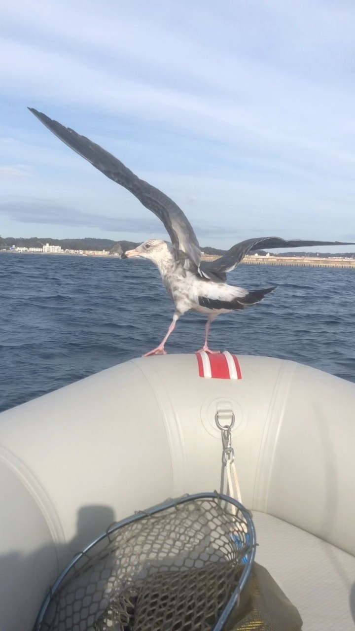 ミニボート倶楽部🎣