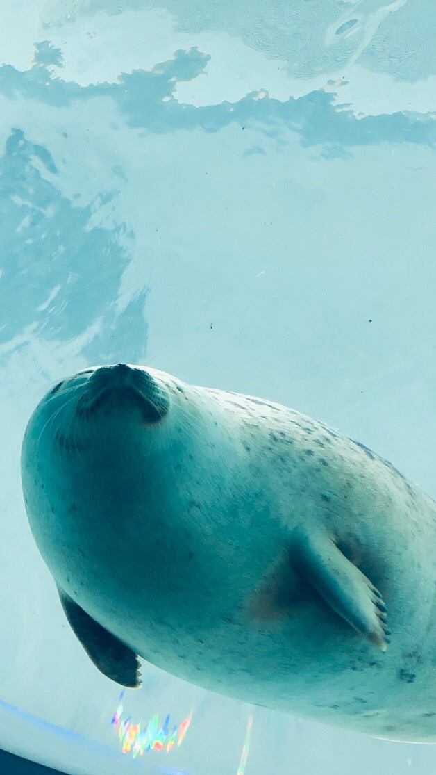 ゆいぴのふれあい動物園