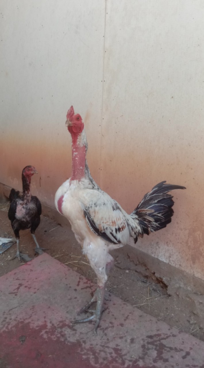 🐓🙏ซุ้ม มุกดา มหานคร🙏🐓