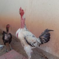 🐓🙏ซุ้ม มุกดา มหานคร🙏🐓