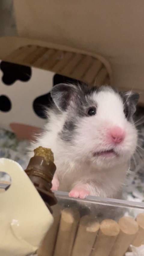🐹鼠寶聯萌✨