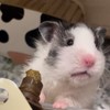 🐹鼠寶聯萌✨