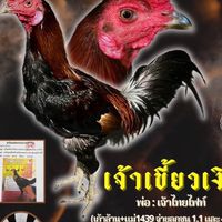 ซุ้มไก่ชนส่องแสง มหาสารคาม