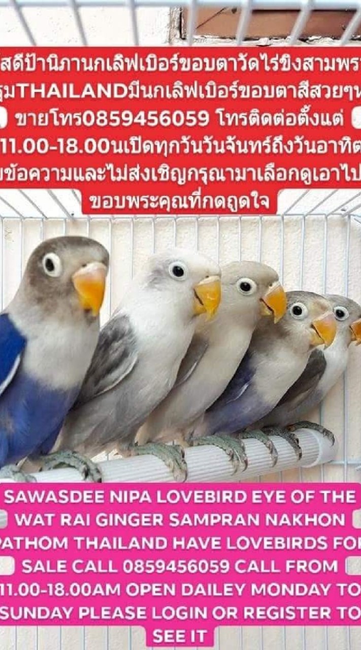 สวัสดีป้านิภานกเลิฟเบิอร์