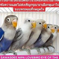 สวัสดีป้านิภานกเลิฟเบิอร์
