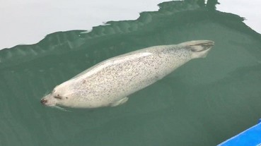 原來海豹這樣睡覺！可愛動物「超療癒」畫面爆紅 整隻就這樣浮在水面入眠！