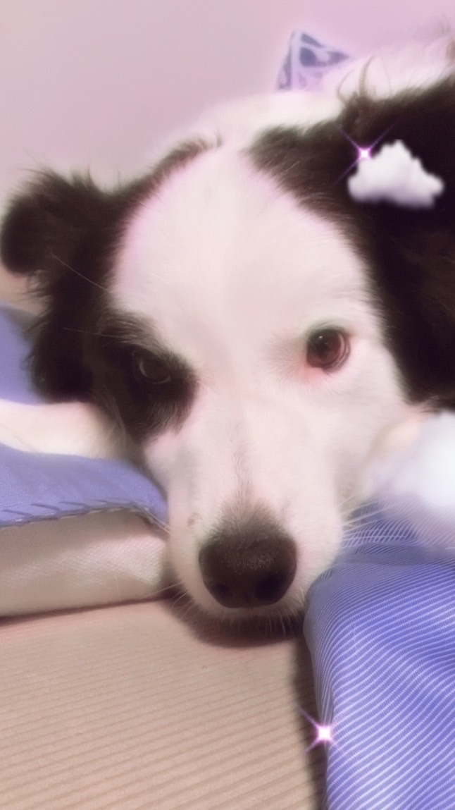 犬好きの部屋🐶
