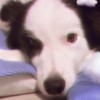 犬好きの部屋🐶