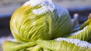 【#名人效應】雪中椰菜瞬間賣斷市！