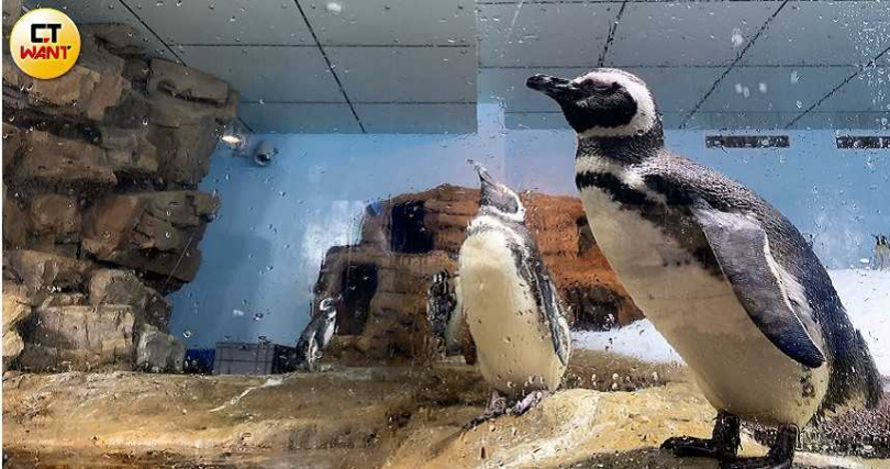 圖說-「企鵝奇遇區」有首次登台的「麥哲倫企鵝」。（圖／官其蓁攝影）