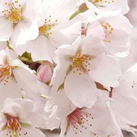 ふくしま県60代女性限定💚トークしませんか