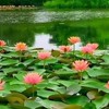 阿彌陀佛🪷地藏王菩薩/持名念佛/分享文/勵志早安圖