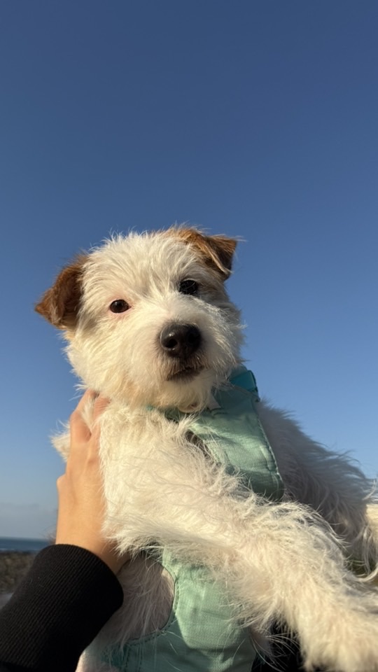 寵物全新/二手用品出清