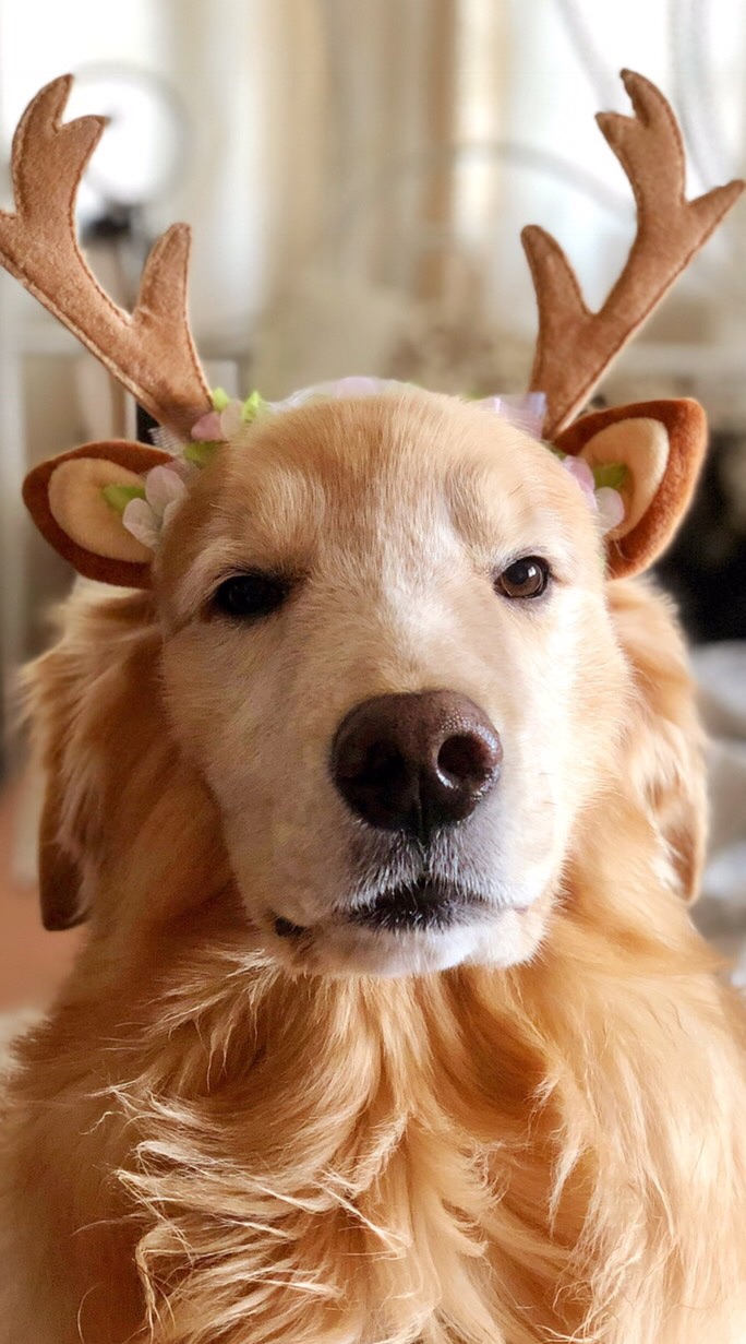 Dido Retriever FC