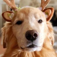 Dido Retriever FC