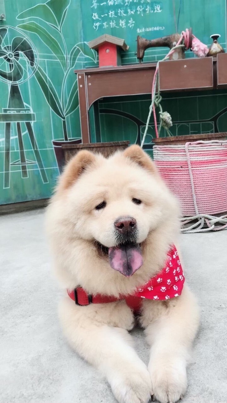 吉毛屋揪好團