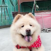 吉毛屋揪好團
