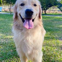狗狗🐶貓貓🐱皮膚問題交流群