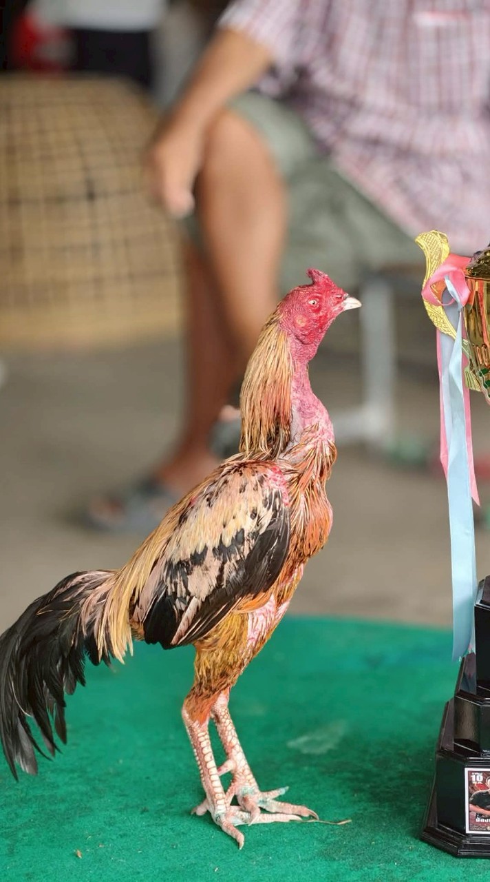 ซุ้ม.อู่เก๋.สังกัดบ้านนะวาระ