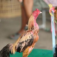 ซุ้ม.อู่เก๋.สังกัดบ้านนะวาระ