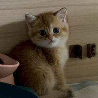 拾八貓舍🙌🏻