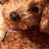 鹿児島トイプードル❤️