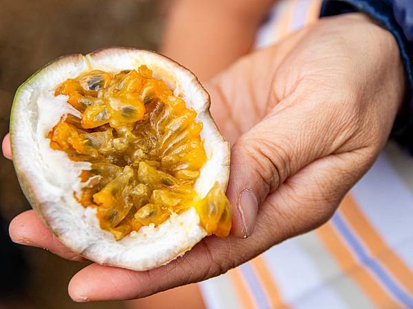 【日月潭一日遊】南投頭社活盆地農村美食餐桌與休閒農場-體驗不一樣的在地食材美味佳餚與獨特河道獨木舟體驗