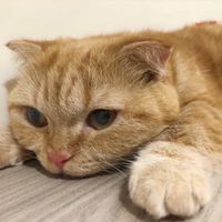 貓貓可愛錯了嗎