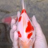 ทามะซาบะสารคาม