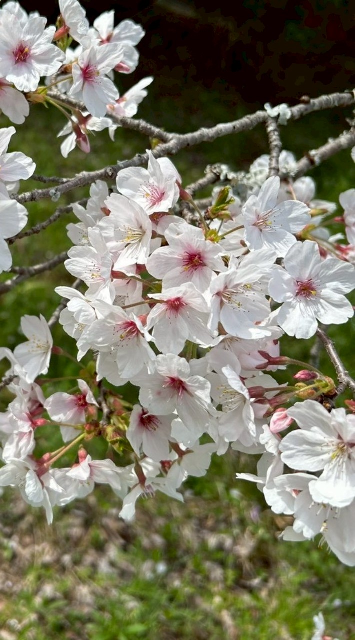 4/4 お花見@勝盛公園