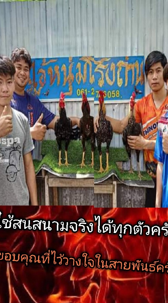 ไก่ชน'ไอ่หนุ่มโรงถ่าน