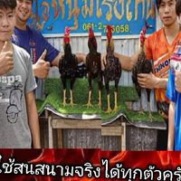 ไก่ชน'ไอ่หนุ่มโรงถ่าน