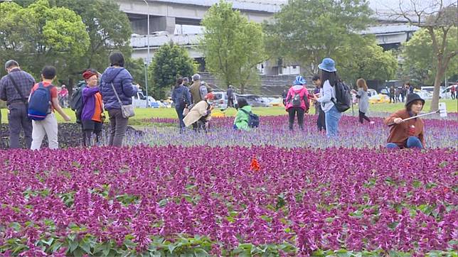 快新聞 黃花風鈴木尬紫色花海 潘孟安推 屏東限定 拼連假觀光 民視新聞網 Line Today