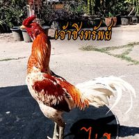 ซุ้ม ต.แก้วเพชร