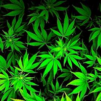 Dutch Kush